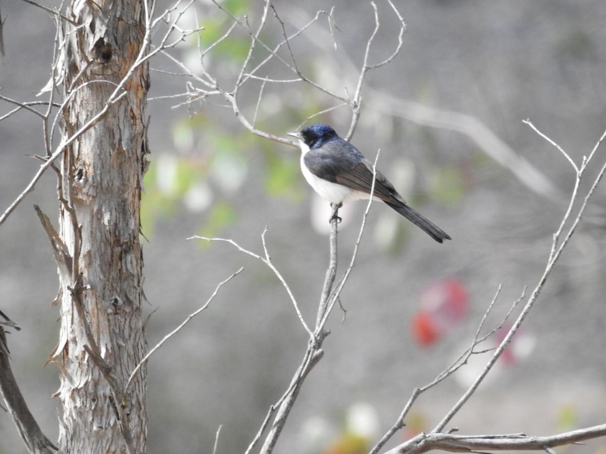 Restless Flycatcher - ML179260231