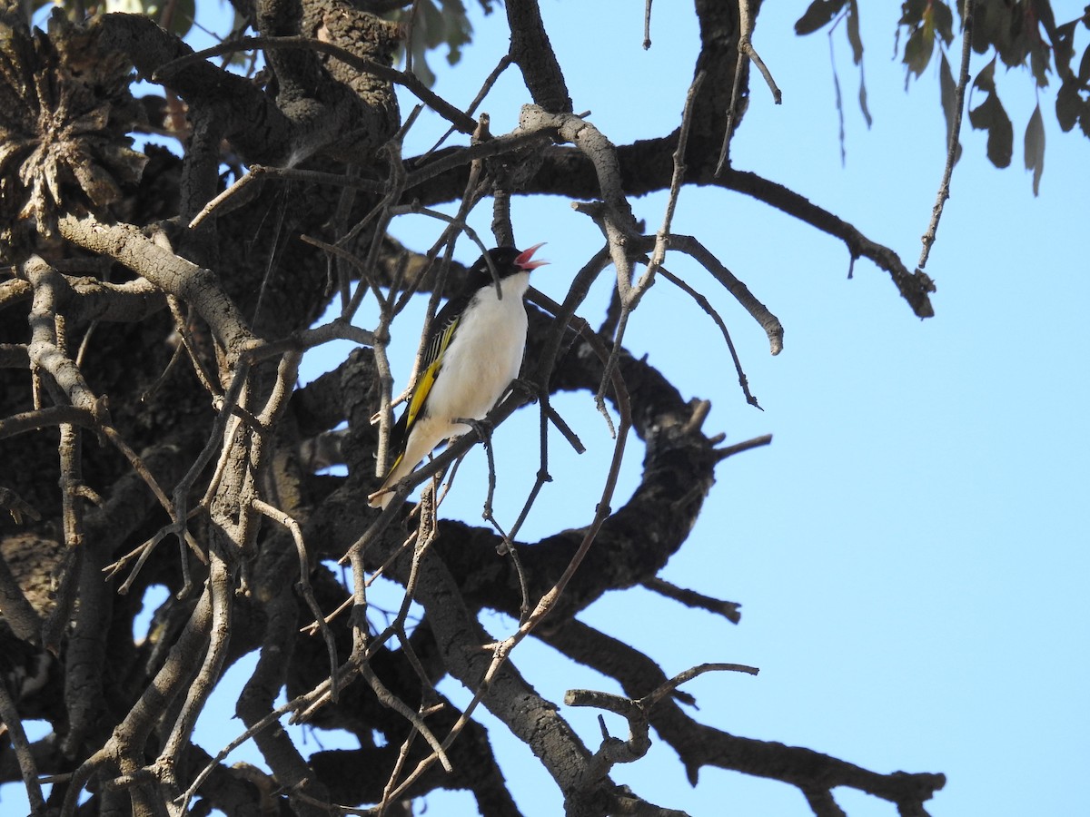 medosavka ozdobná - ML179260941