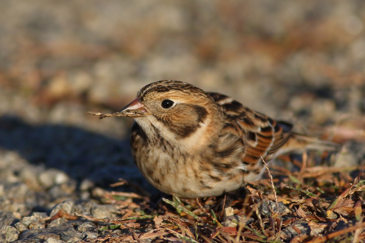 Lapland Longspur - Sean Williams