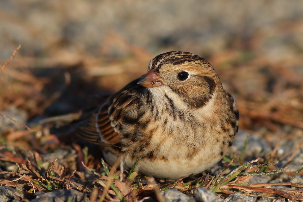 Lapland Longspur - Sean Williams