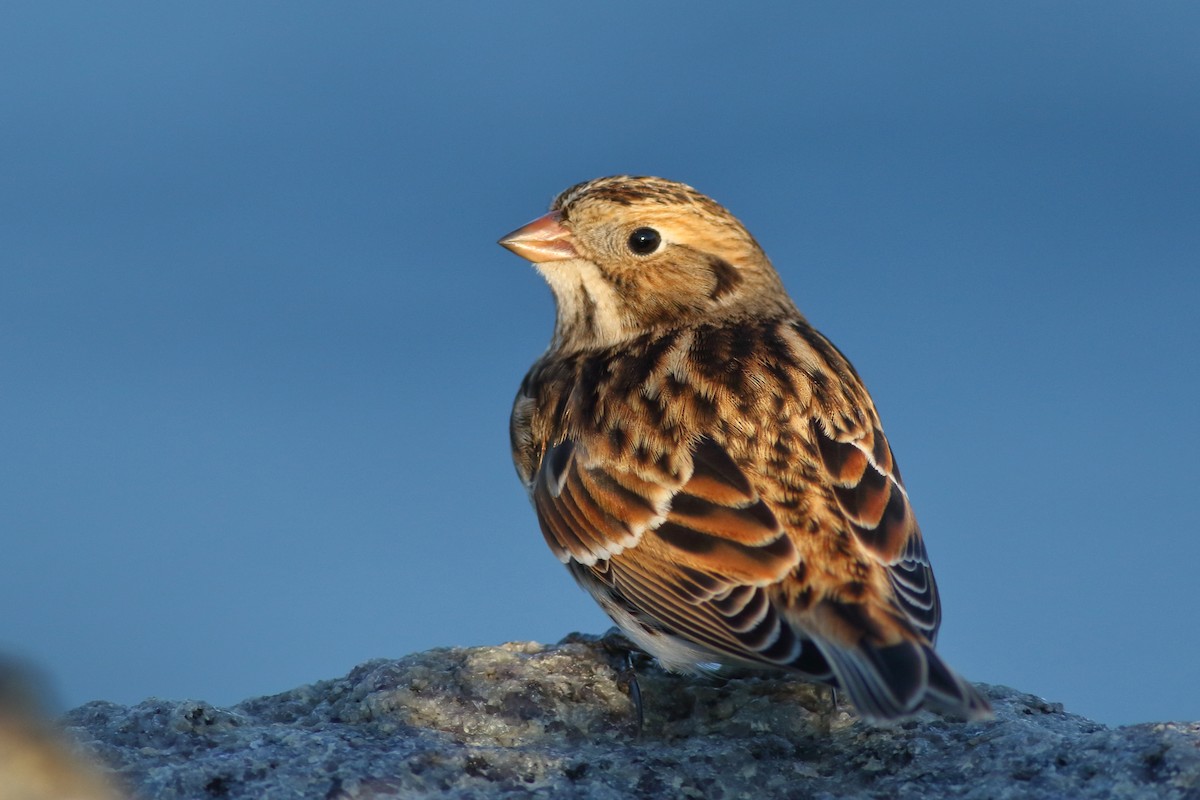Lapland Longspur - Sean Williams