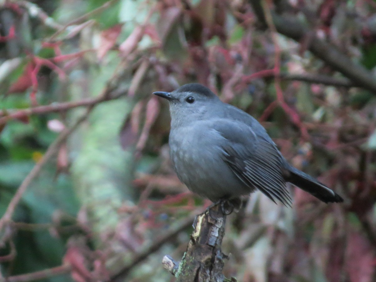 Gray Catbird - Ian Gardner