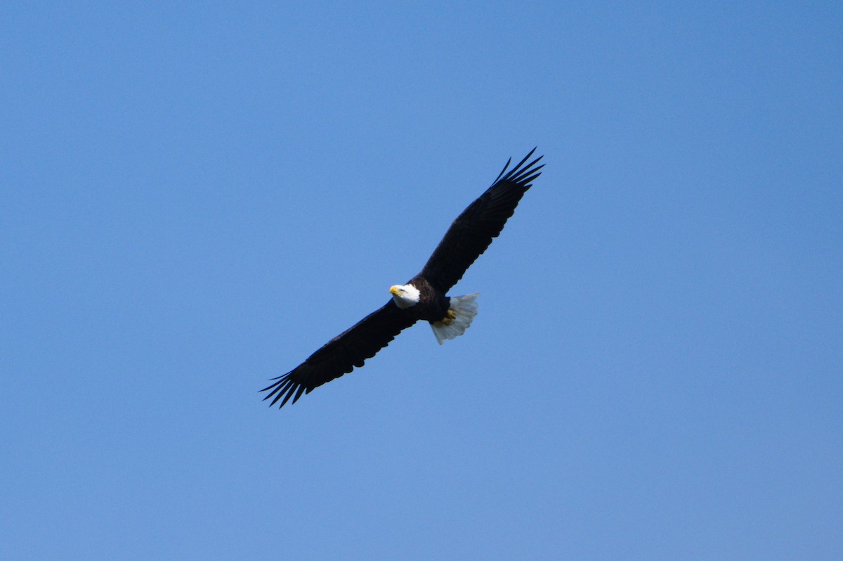 Bald Eagle - ML179262641