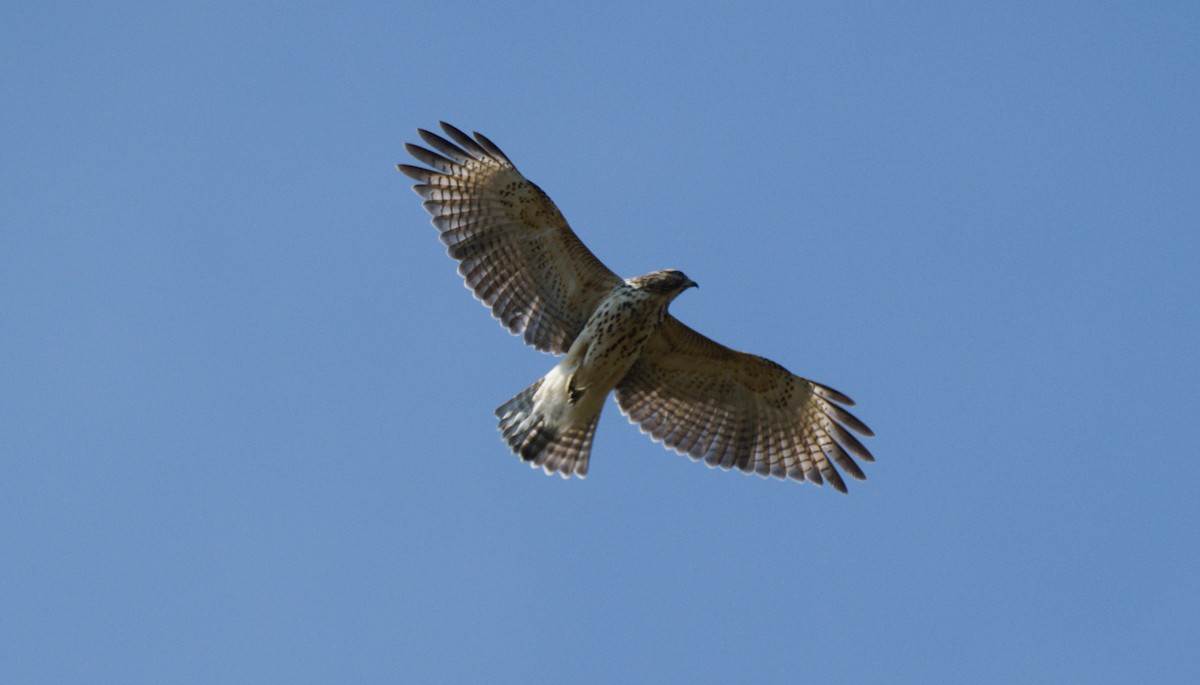 Red-shouldered Hawk - Derek Richardson