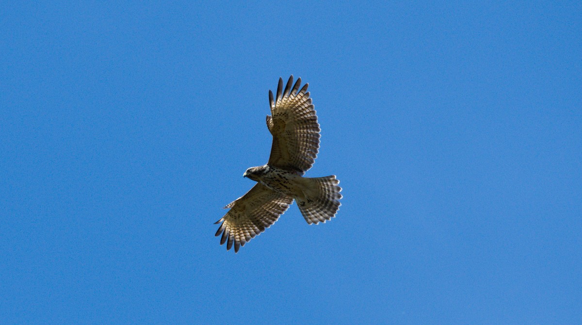 Red-shouldered Hawk - ML179262891