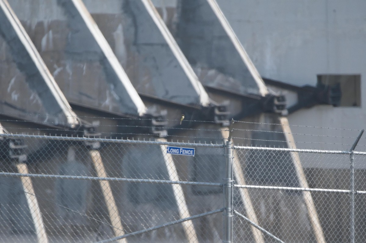 Eastern Phoebe - ML179262981