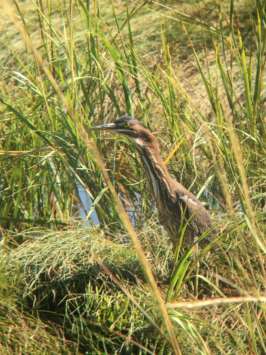 Green Heron - ML179263321
