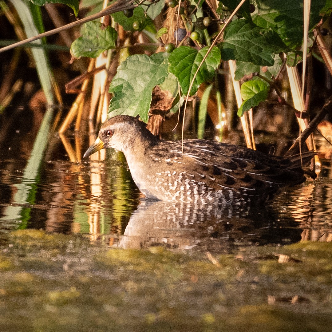 Polluela Sora - ML179263781