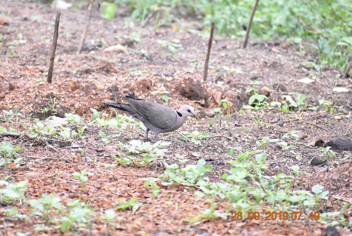 Red-eyed Dove - ML179264021