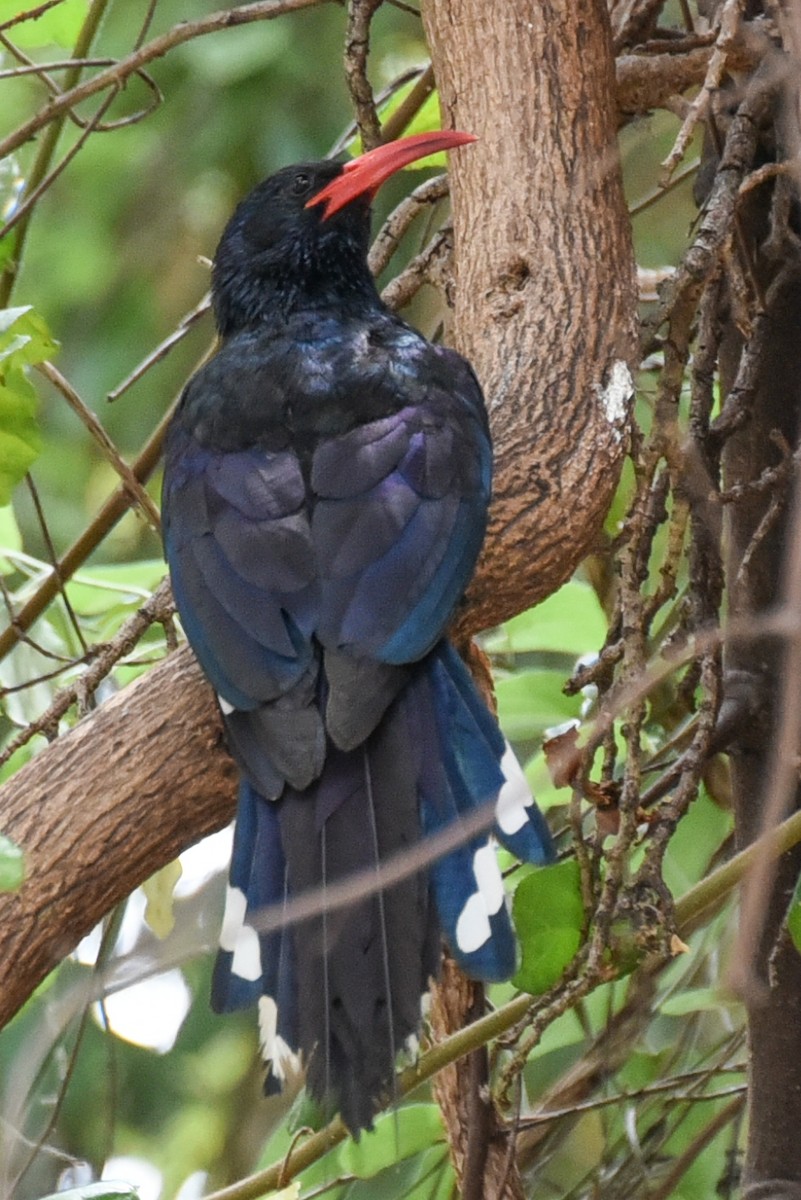 Green Woodhoopoe - Maryse Neukomm