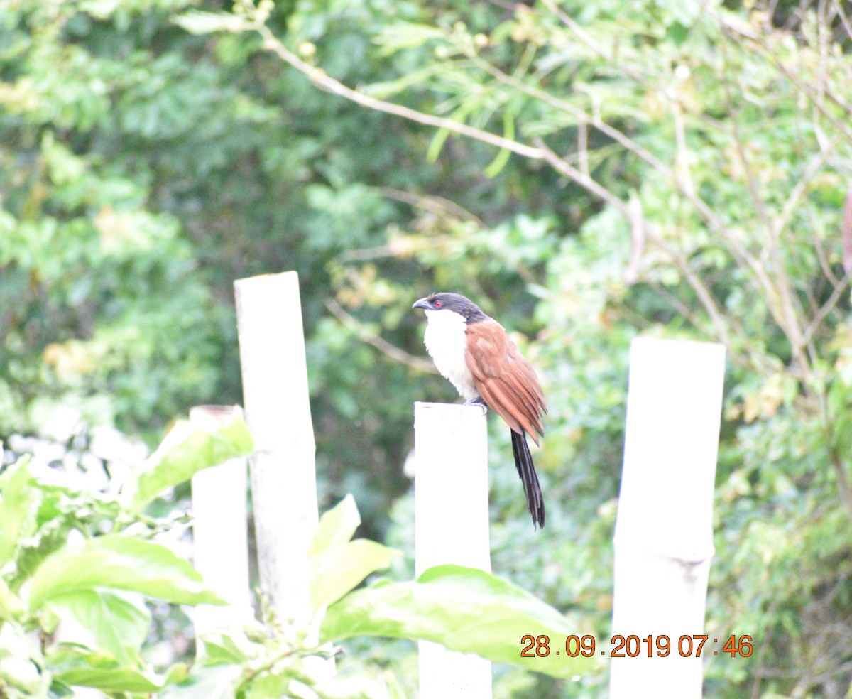 Senegal Coucal - ML179266441