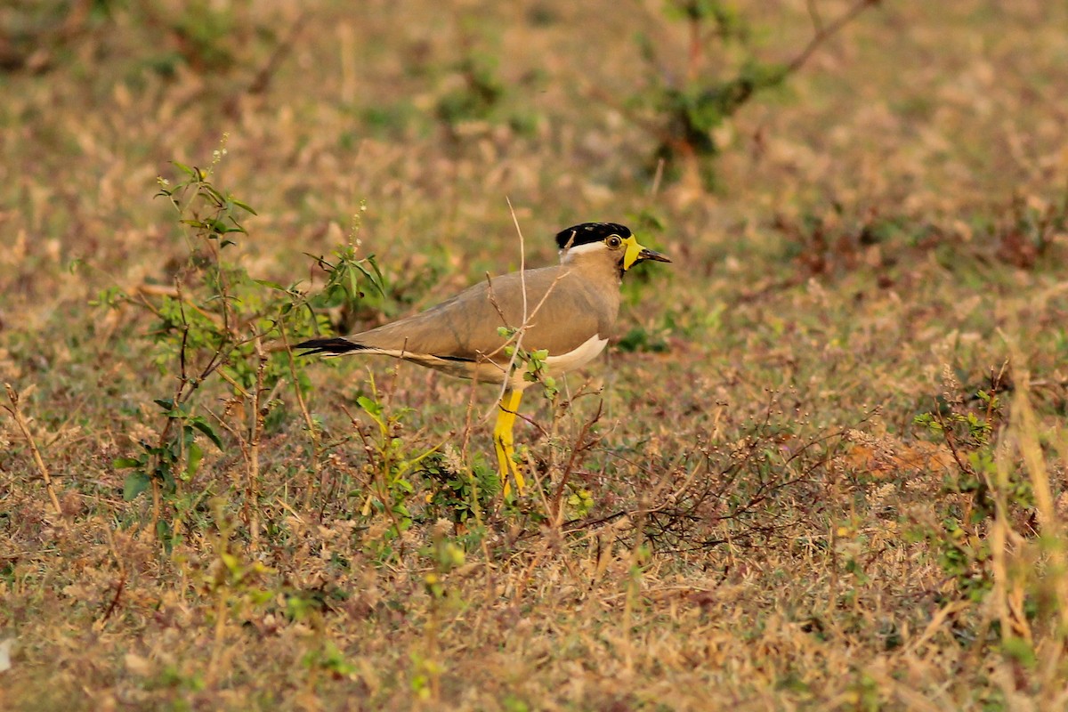 Yellow-wattled Lapwing - Stefan Hirsch