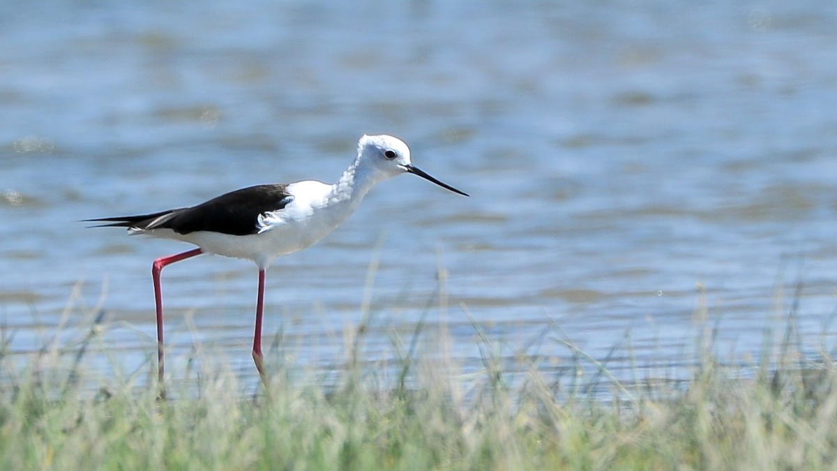 Black-winged Stilt - ML179267591