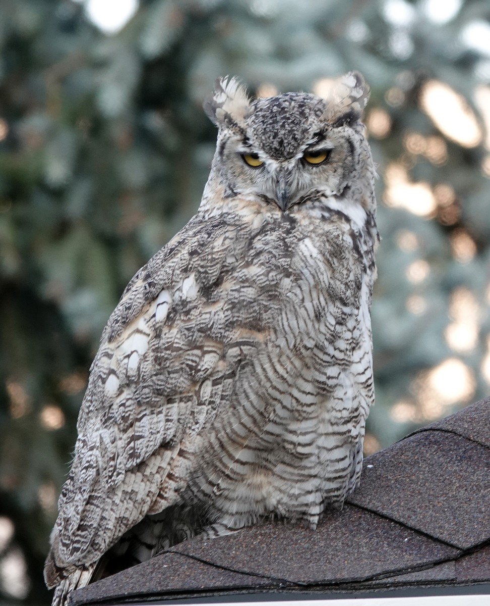 Great Horned Owl - ML179267871