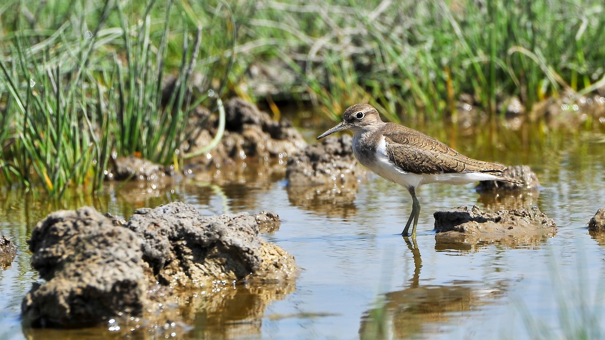 Common Sandpiper - ML179267931