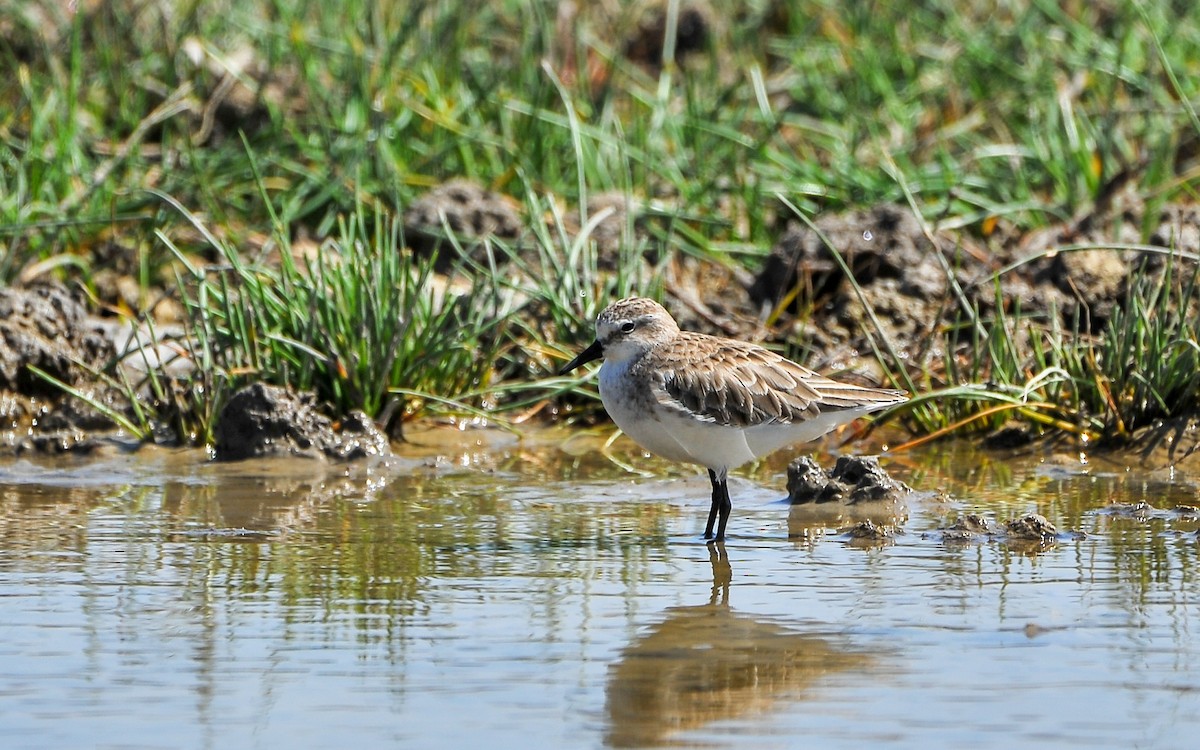 Zwergstrandläufer - ML179268111