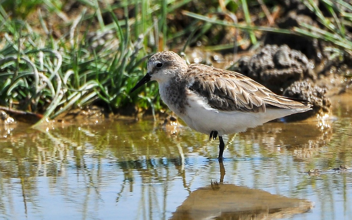 Zwergstrandläufer - ML179268151