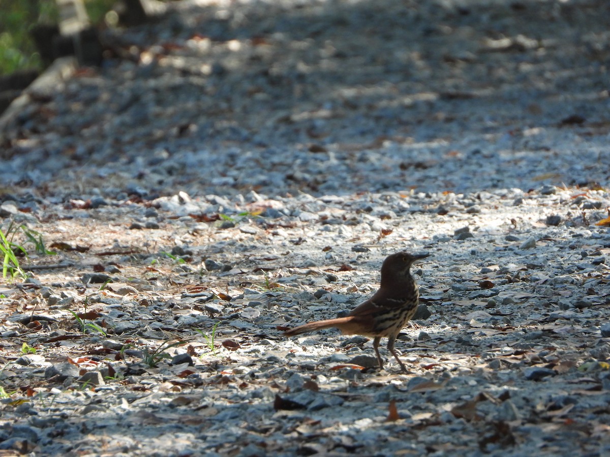 Brown Thrasher - ML179268611