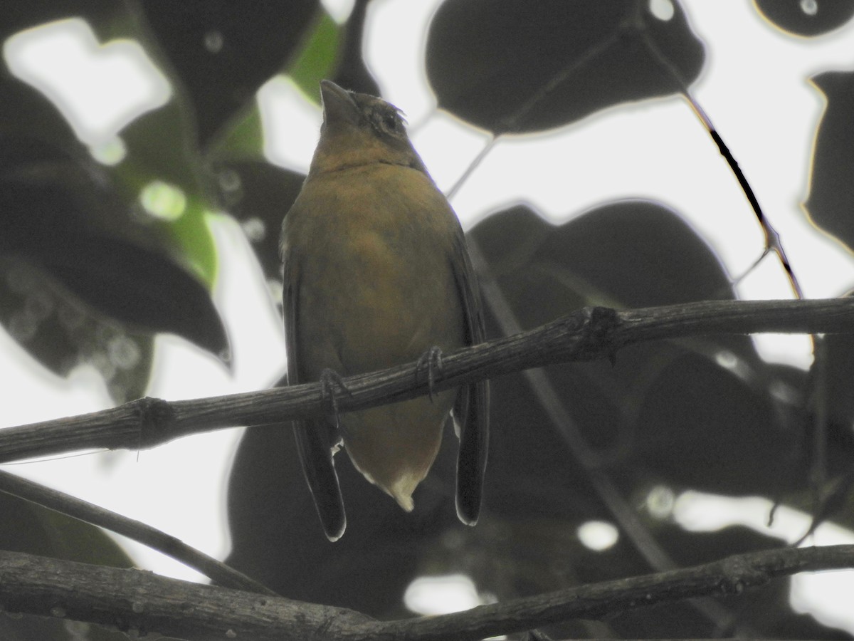 tanager sp. (Piranga sp.) - ML179269091