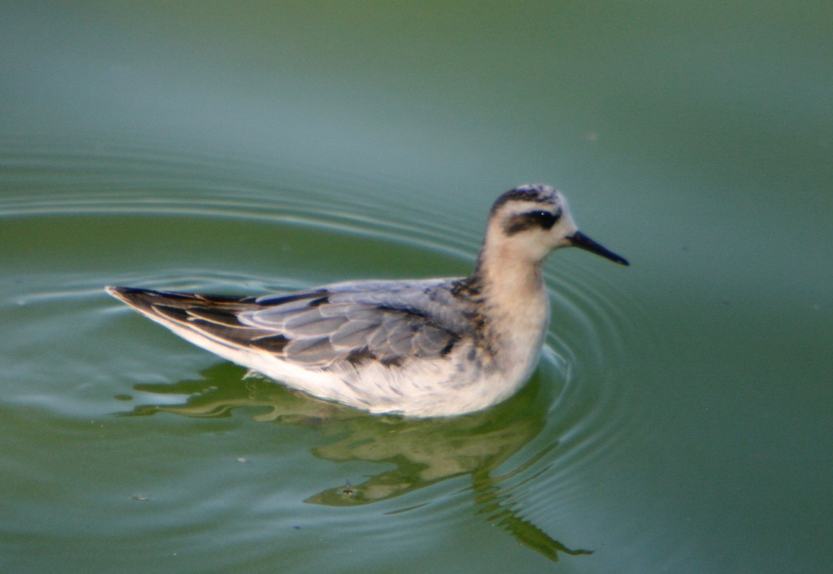 Phalarope à bec large - ML179269951