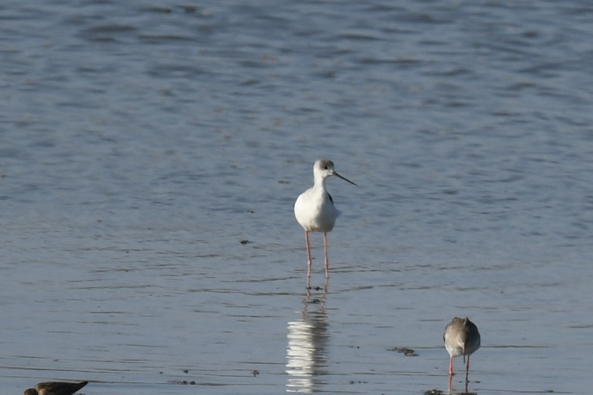 Échasse blanche - ML179270121