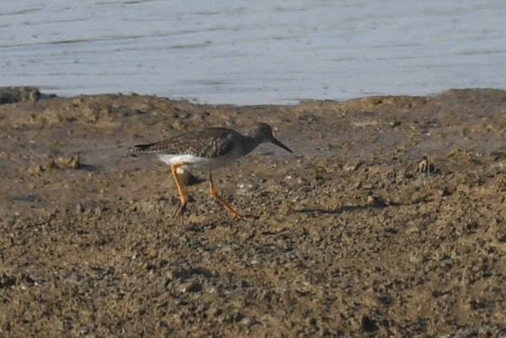 Common Redshank - Andre Vieira