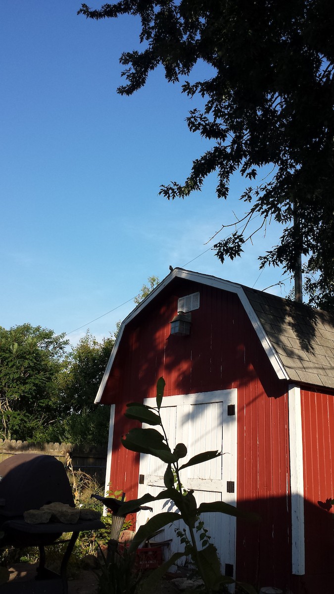 Tufted Titmouse - ML179270321