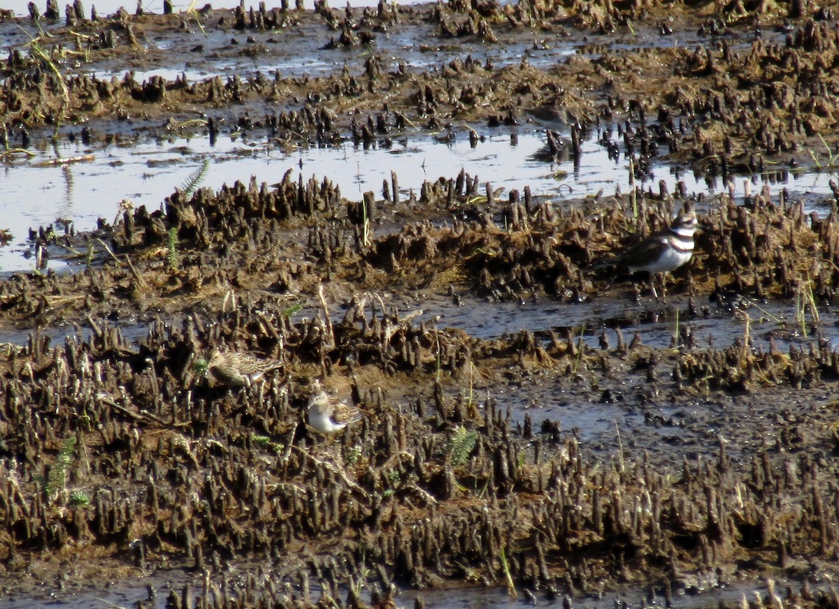 Semipalmated Sandpiper - Al Zerbe