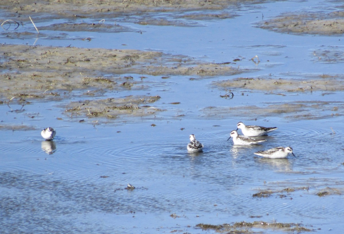 Phalarope à bec étroit - ML179270541