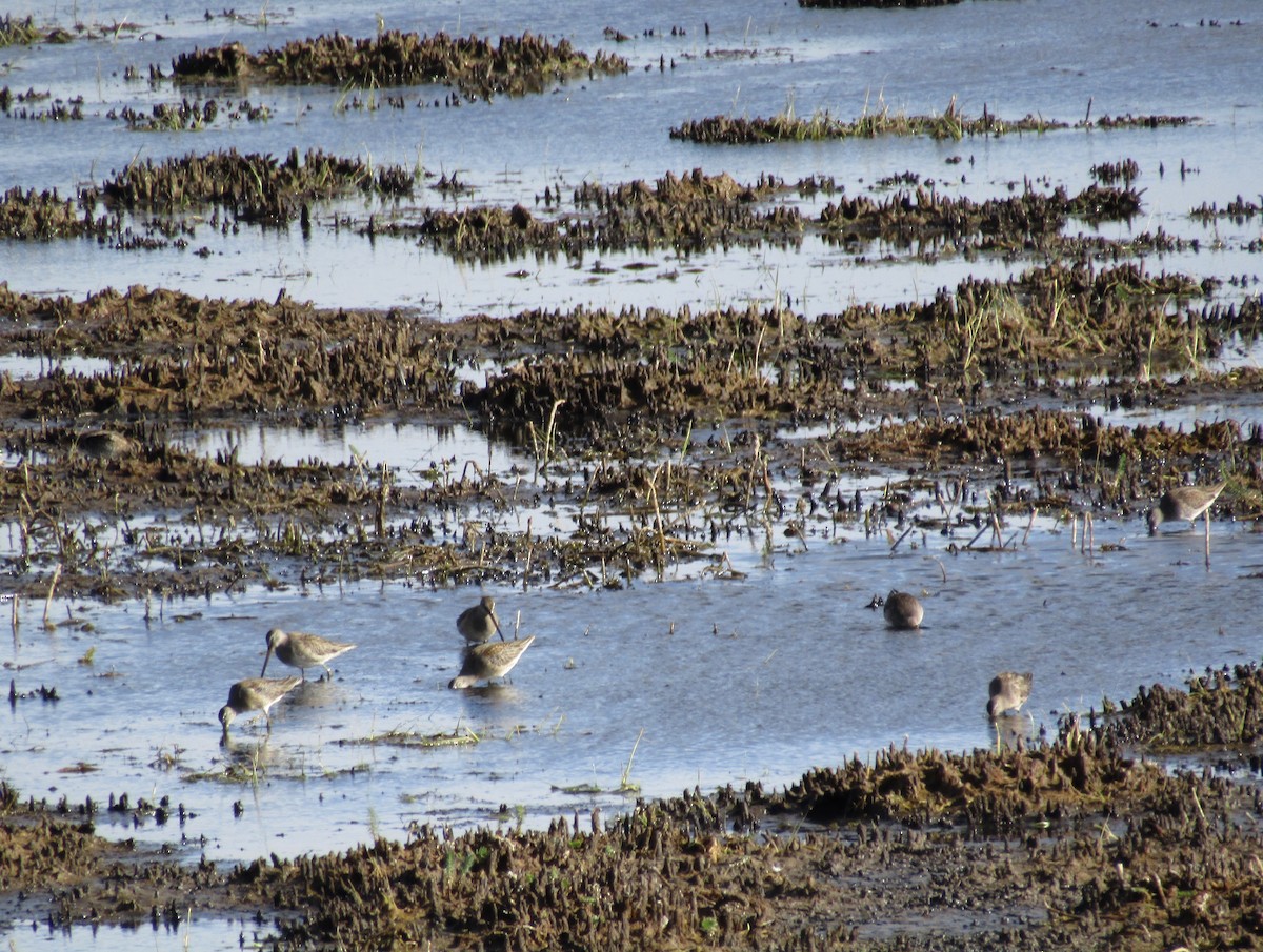 Long-billed Dowitcher - ML179270651
