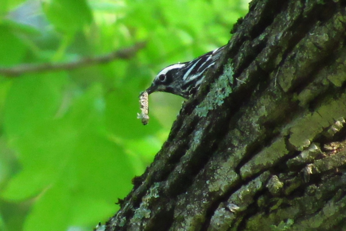 Black-and-white Warbler - ML179271391