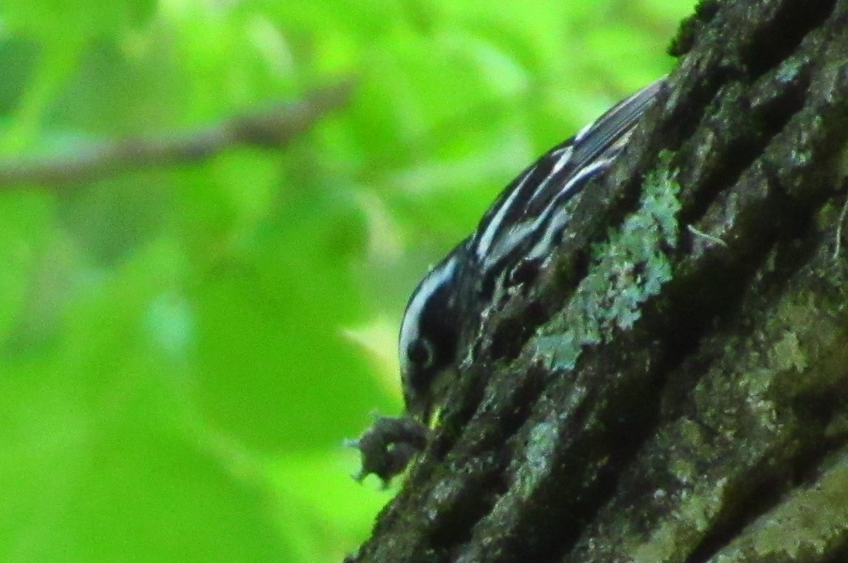 Black-and-white Warbler - ML179271401