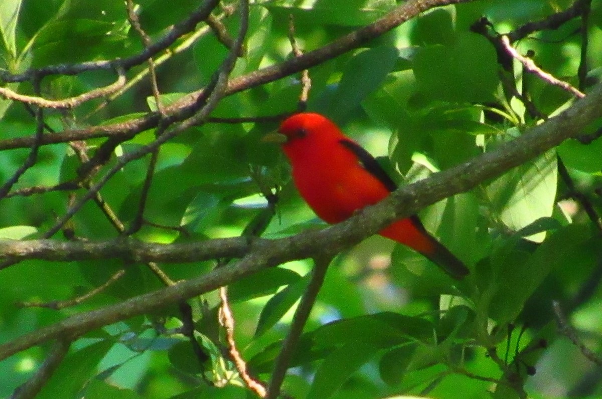 Scarlet Tanager - ML179271491