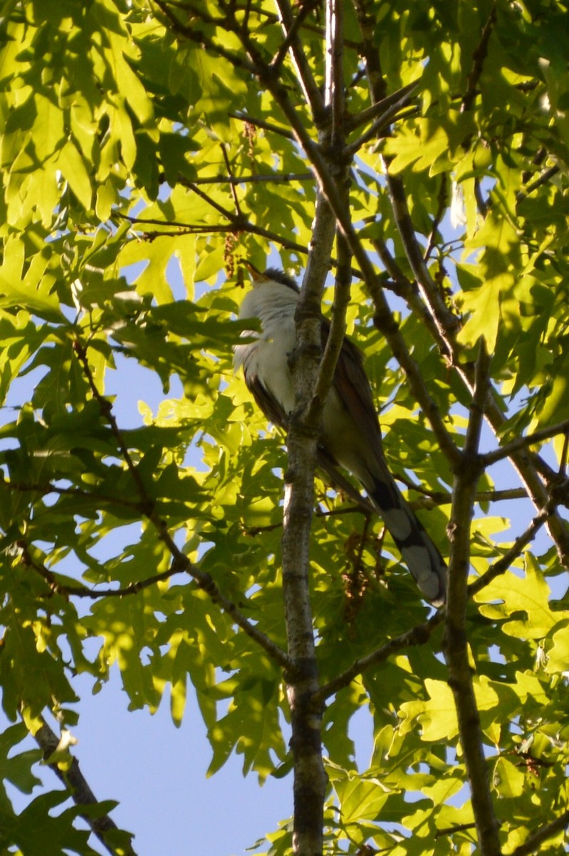 Yellow-billed Cuckoo - ML179271851