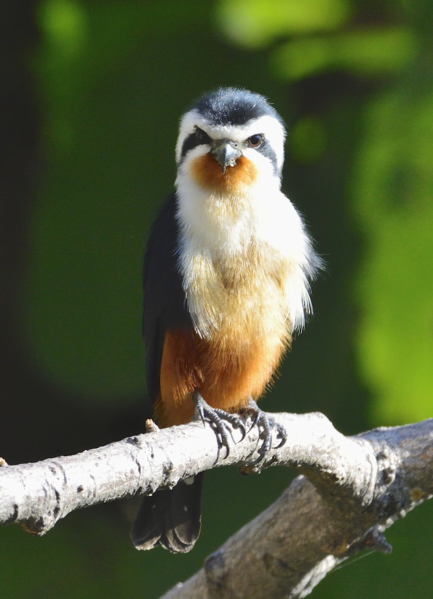 Collared Falconet - ML179273071