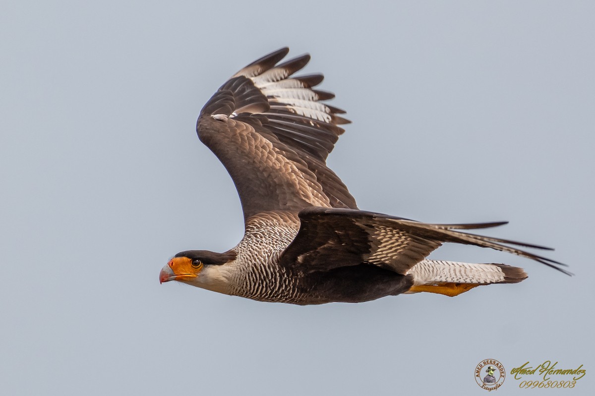 Crested Caracara (Southern) - Amed Hernández