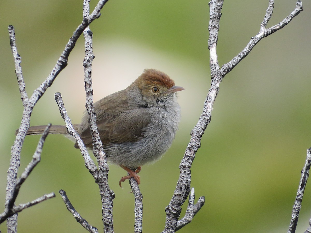 Cisticole à couronne rousse - ML179276361