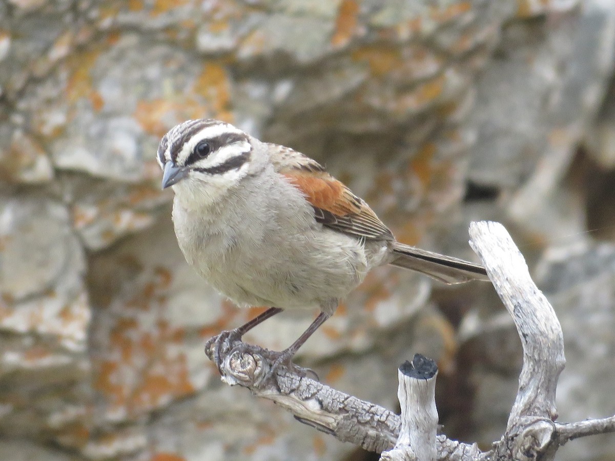 Cape Bunting - Jan Hansen