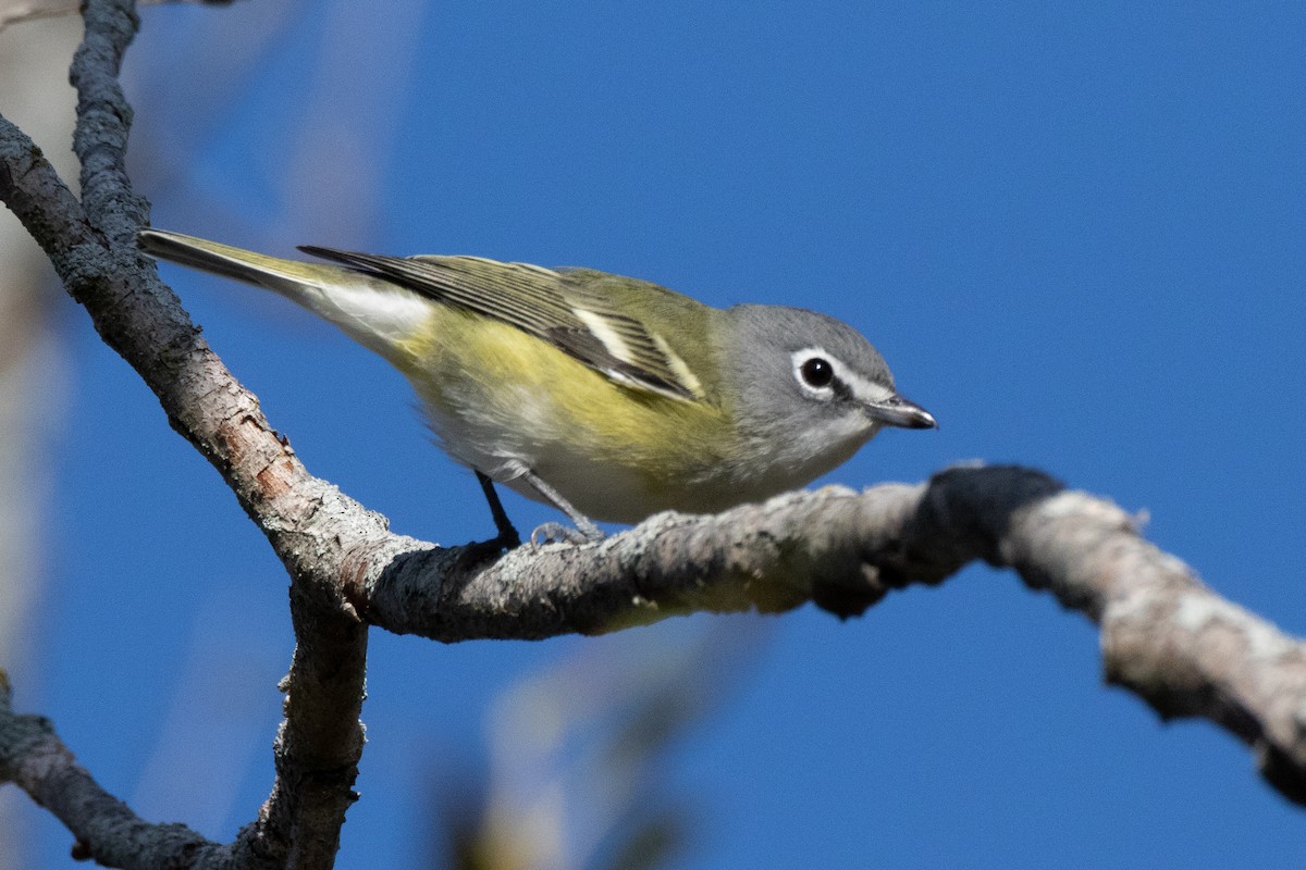 Blue-headed Vireo - Kurt Miller