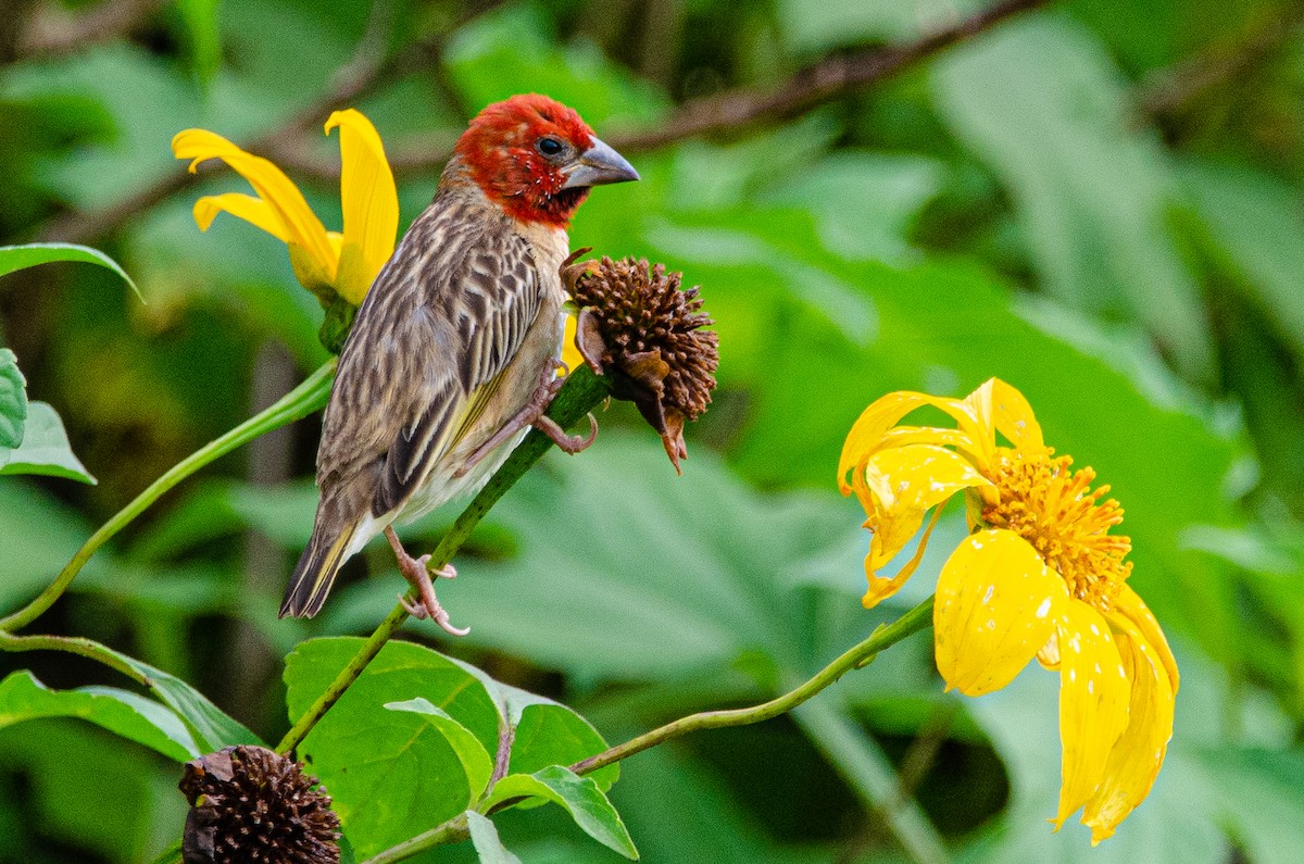 Red-headed Quelea - Antoon De Vylder