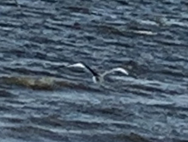 Sabine's Gull - ML179280341