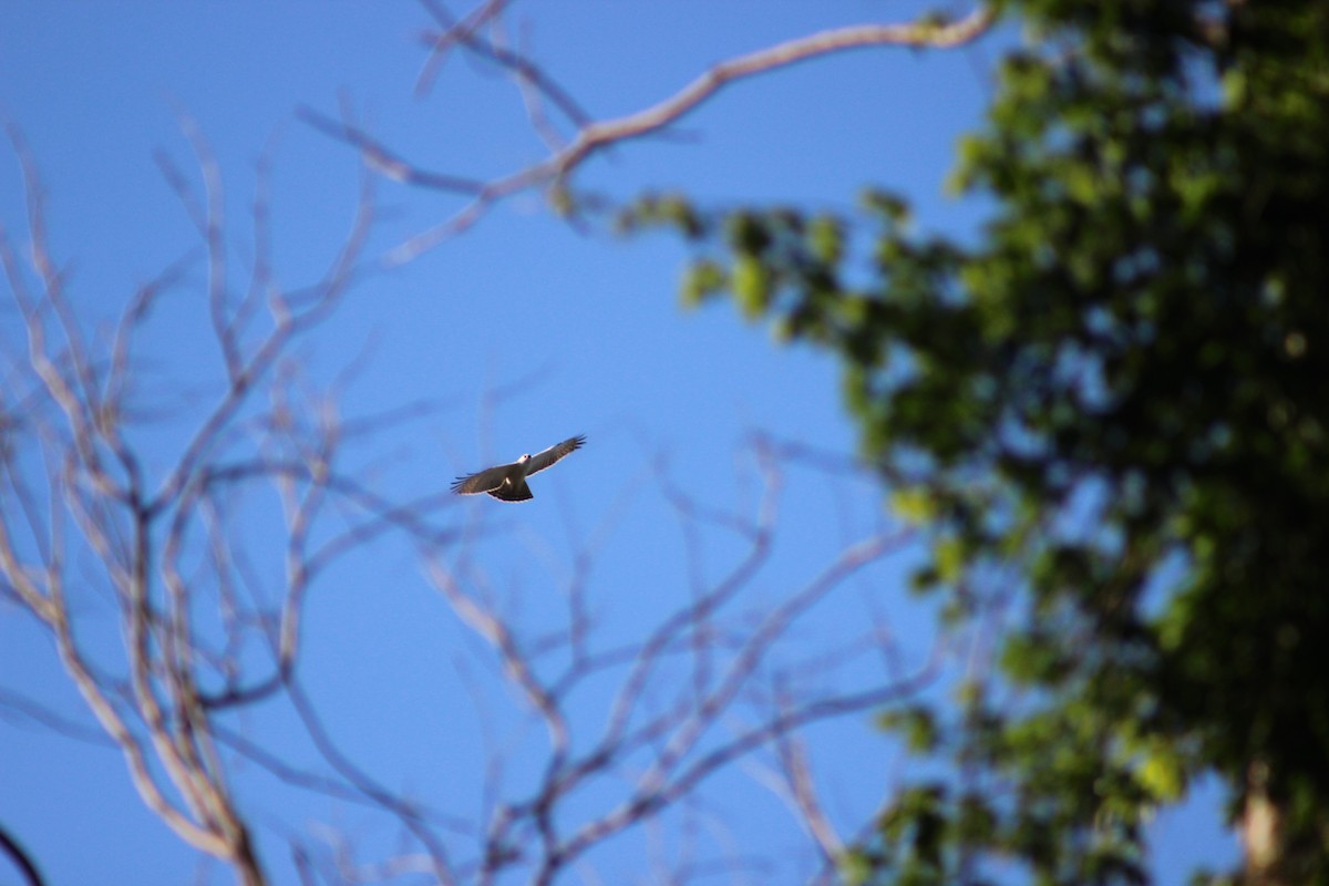 Águila Blanquinegra - ML179280581