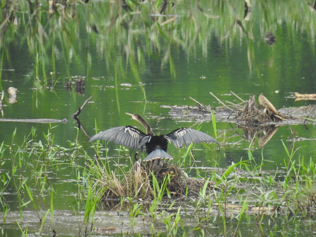 Anhinga d'Amérique - ML179281691