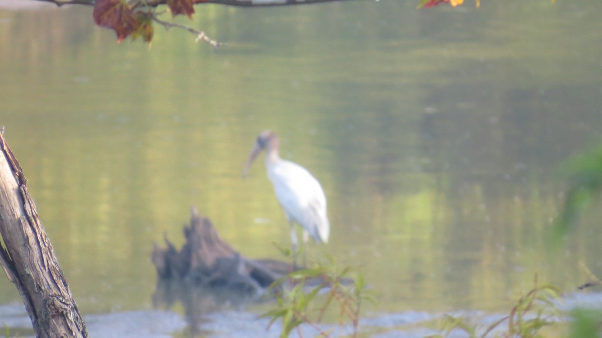 Wood Stork - ML179284401
