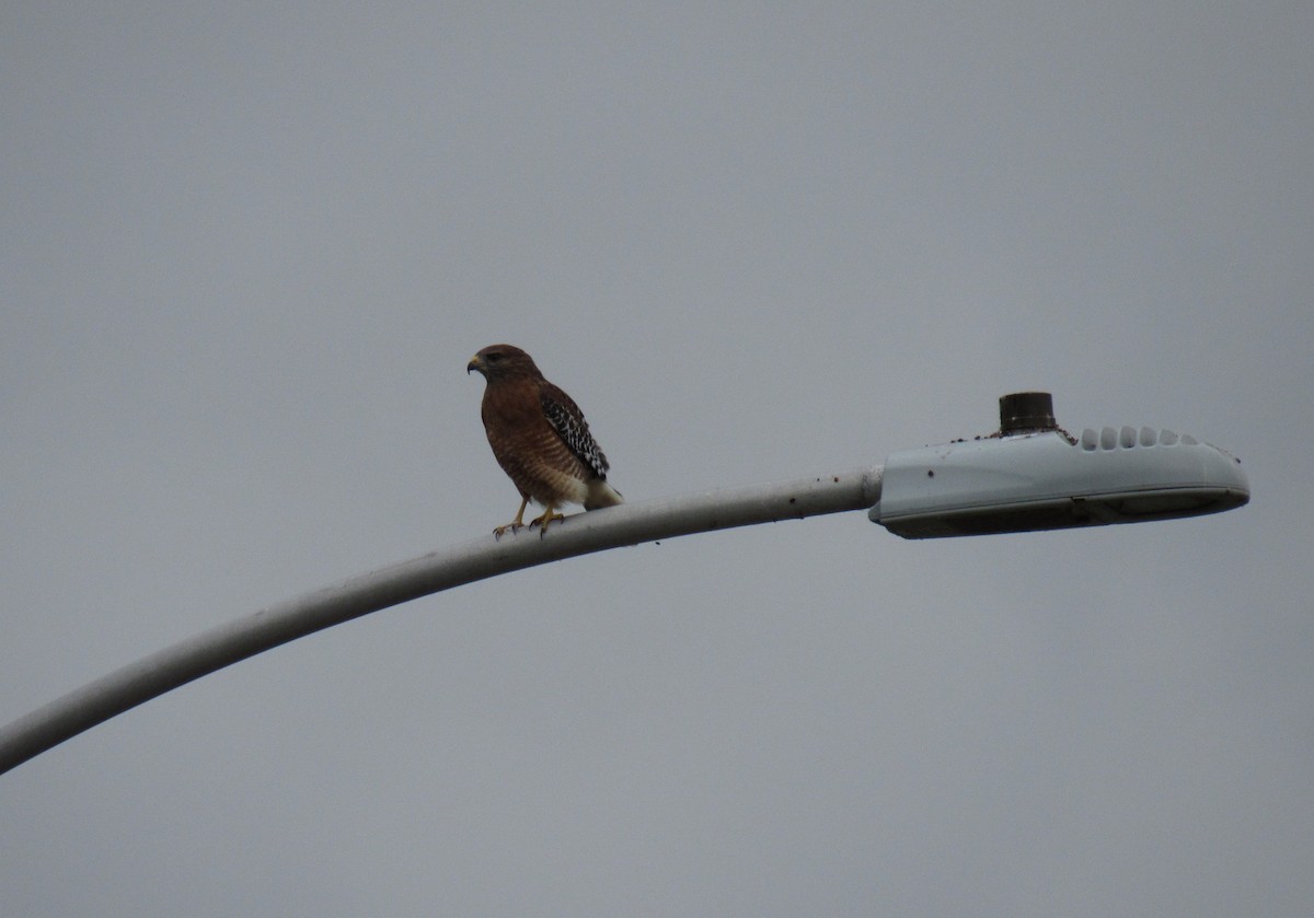 Red-shouldered Hawk - ML179284711
