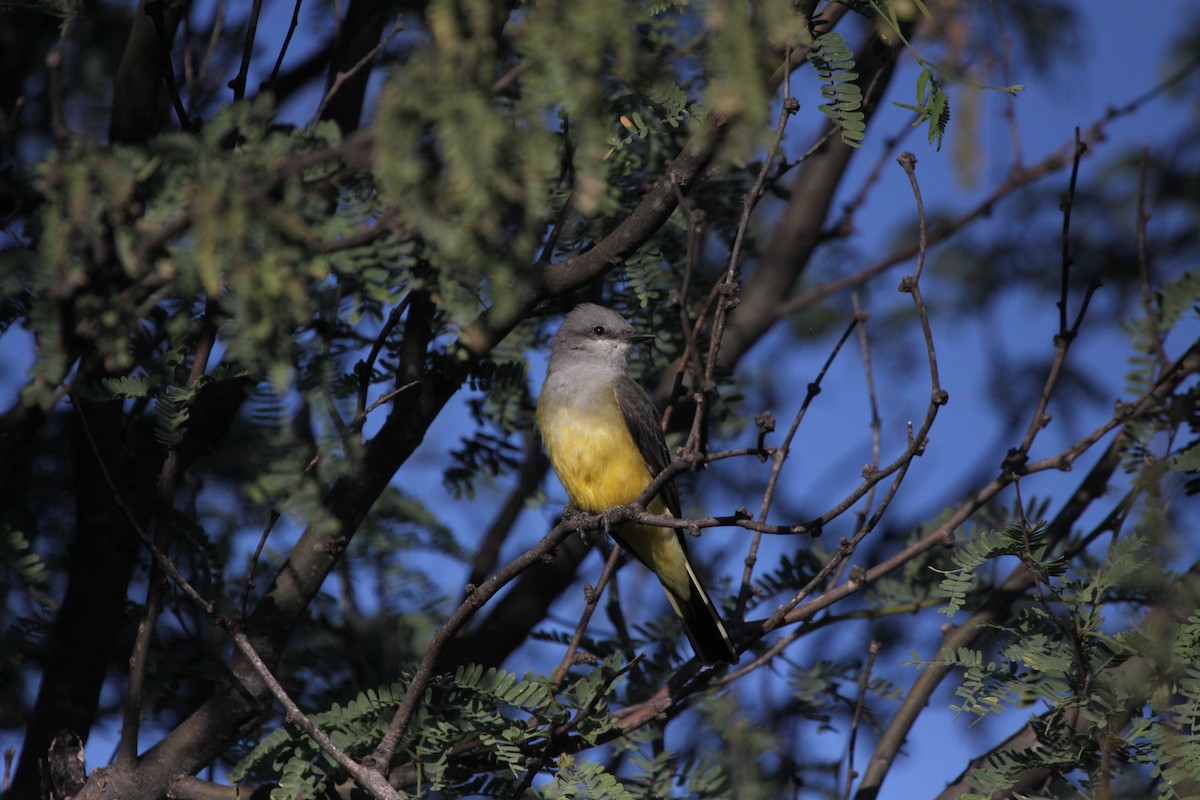 Western Kingbird - ML179284821