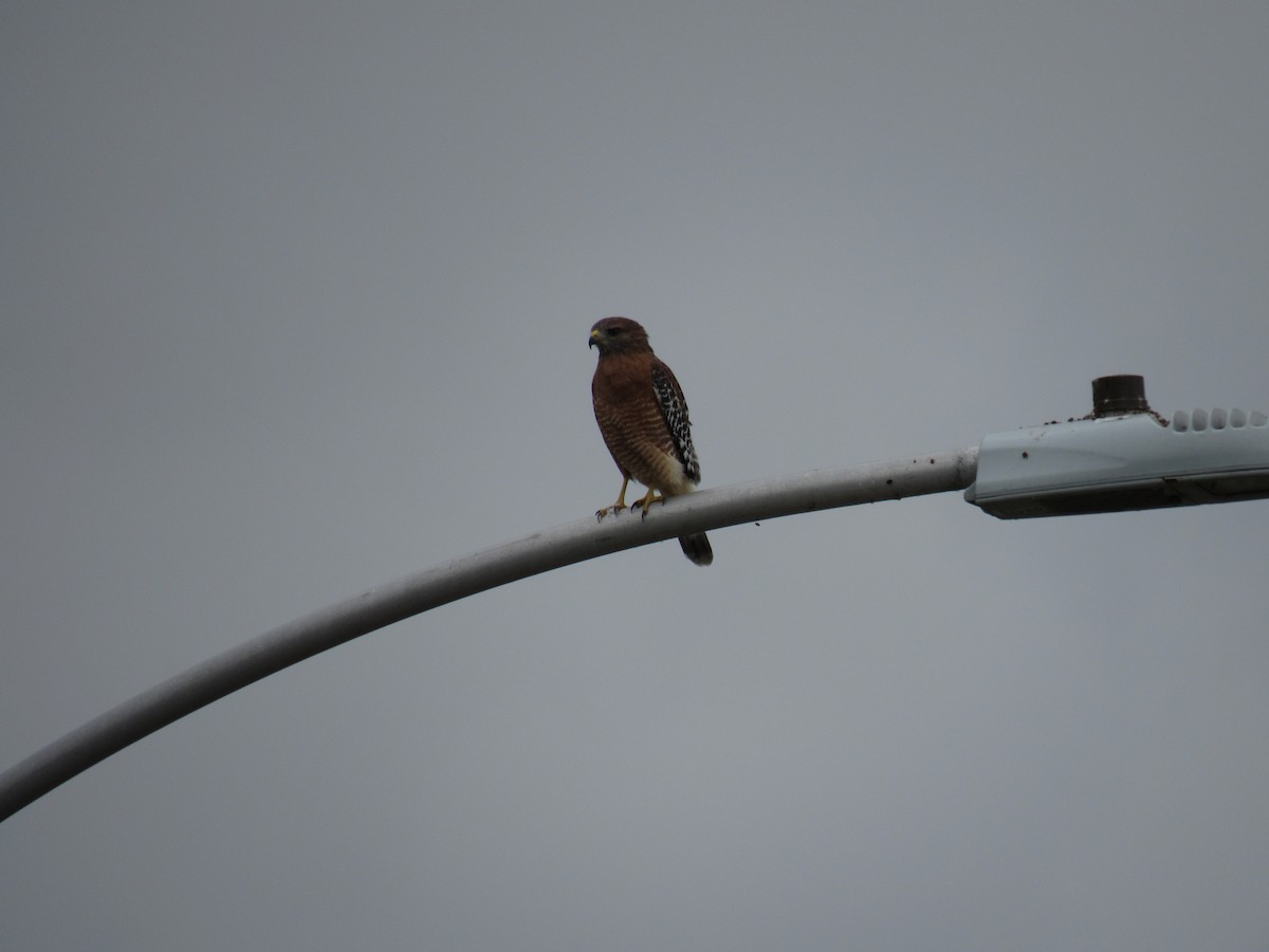 Red-shouldered Hawk - ML179284931