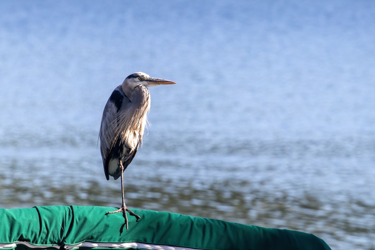 Great Blue Heron - ML179287481