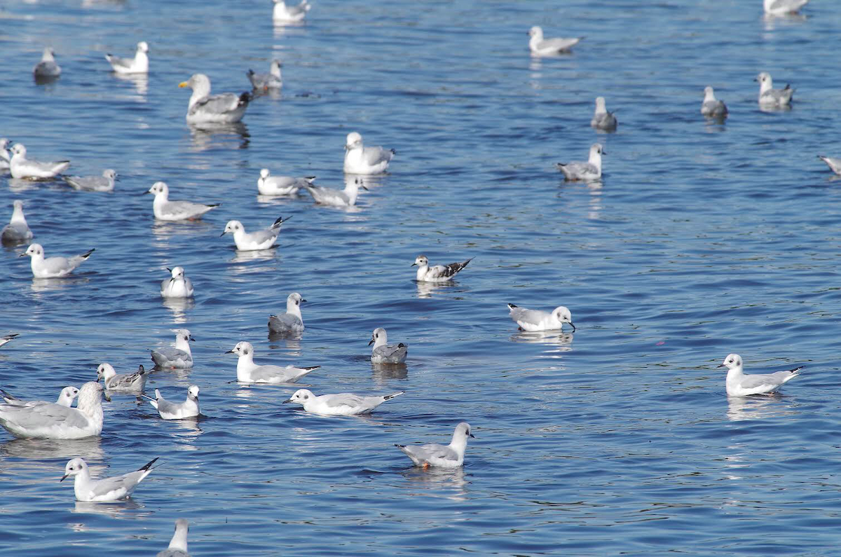 Little Gull - Robyn Prieto