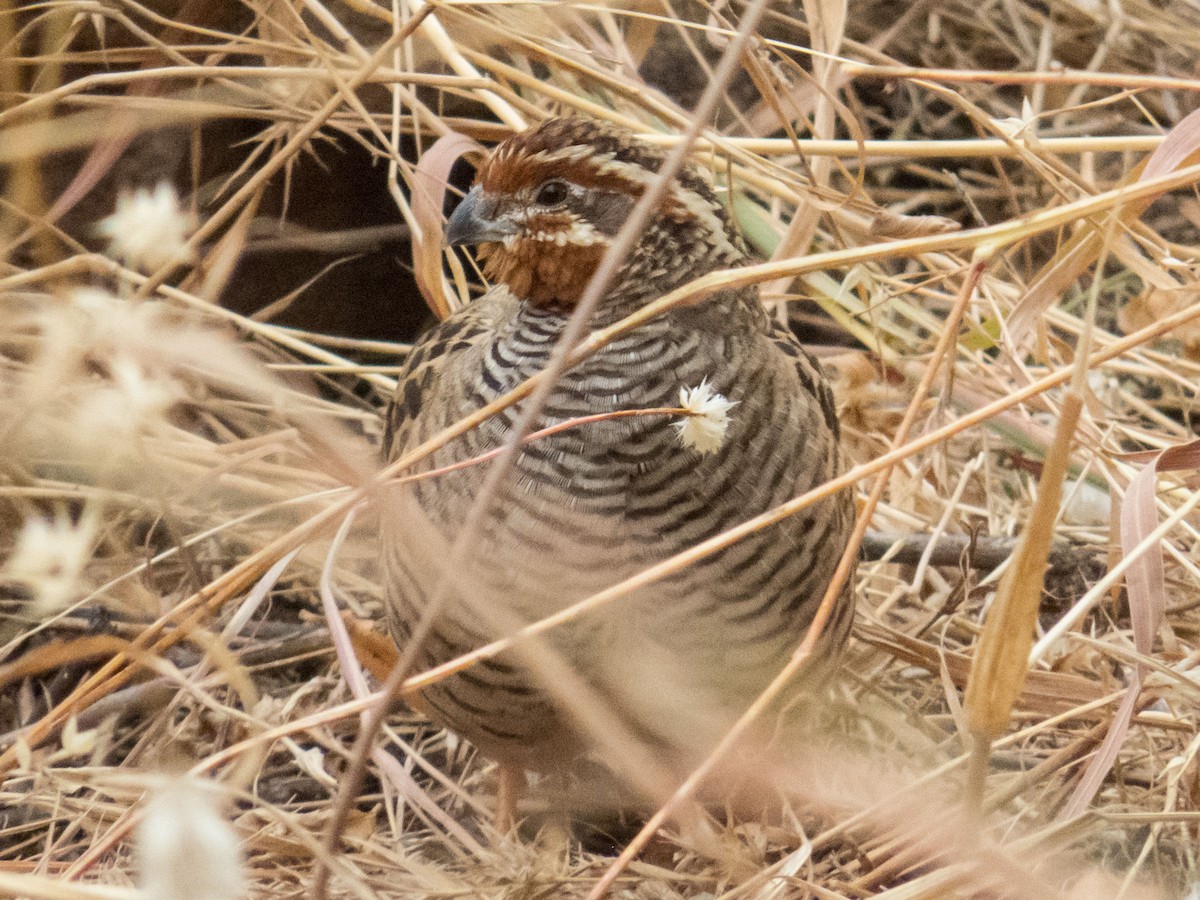 Jungle Bush-Quail - Robert Lockett